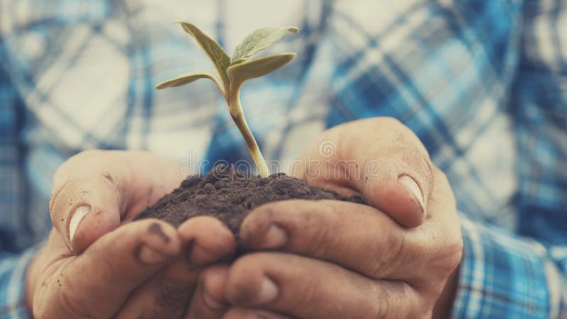 Agricoltore mano che tiene in mano una giovane pianta di girasole fresca. l'uomo tiene la terra sporca una giovane pianta verde di