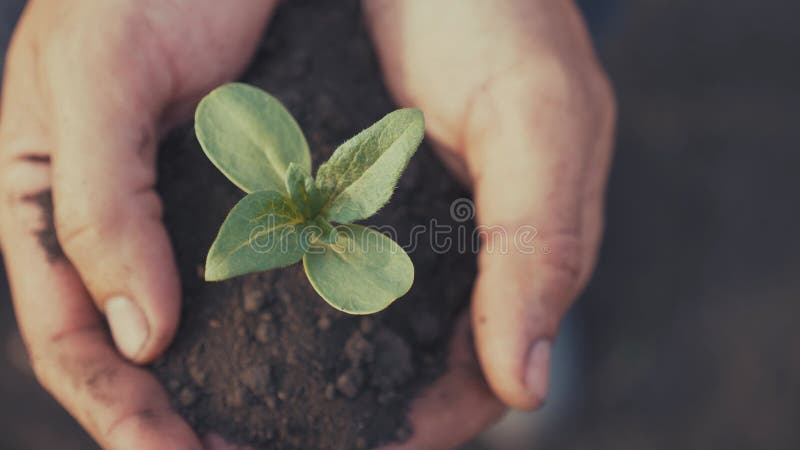 Agricoltore mano che tiene in mano una giovane pianta di girasole fresca. l'uomo tiene in mano terra una giovane pianta verde. sim