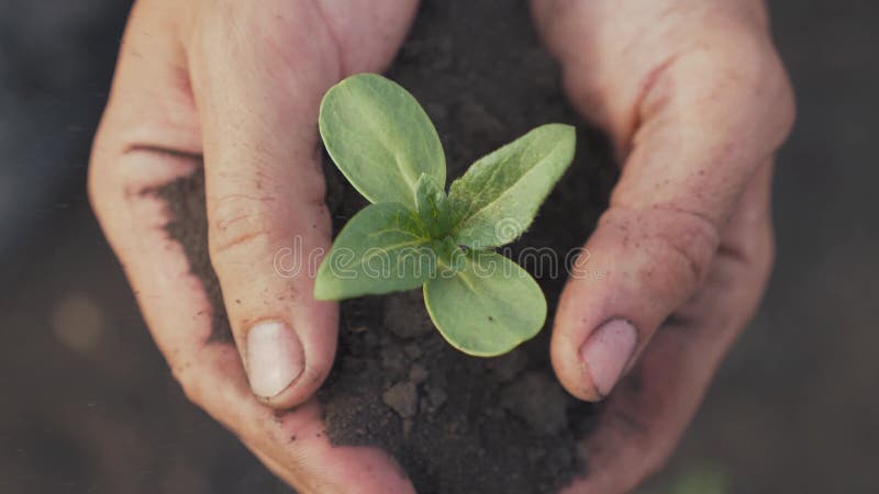 Agricoltore mano che tiene in mano una giovane pianta di girasole fresca. l'uomo tiene in mano terra una giovane pianta verde. sim