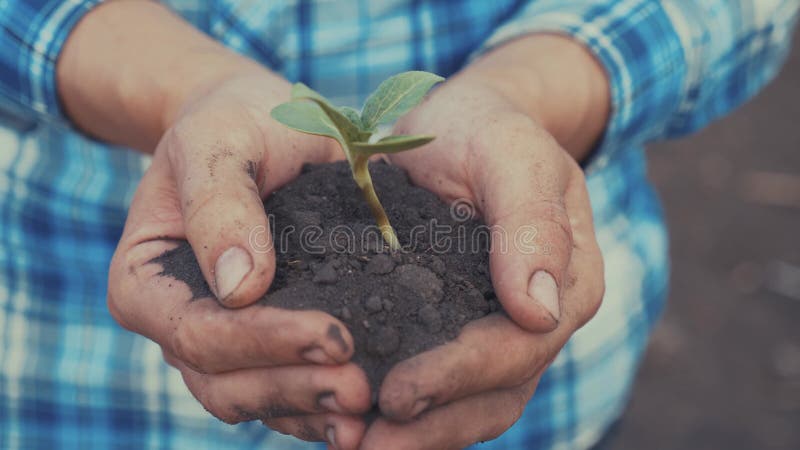 Agricoltore mano che tiene in mano una giovane pianta di girasole fresca. l'uomo tiene in mano terra una giovane pianta verde. sim