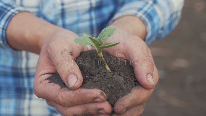 Agricoltore mano che tiene in mano una giovane pianta di girasole fresca. l'uomo tiene in mano terra una giovane pianta verde. sim