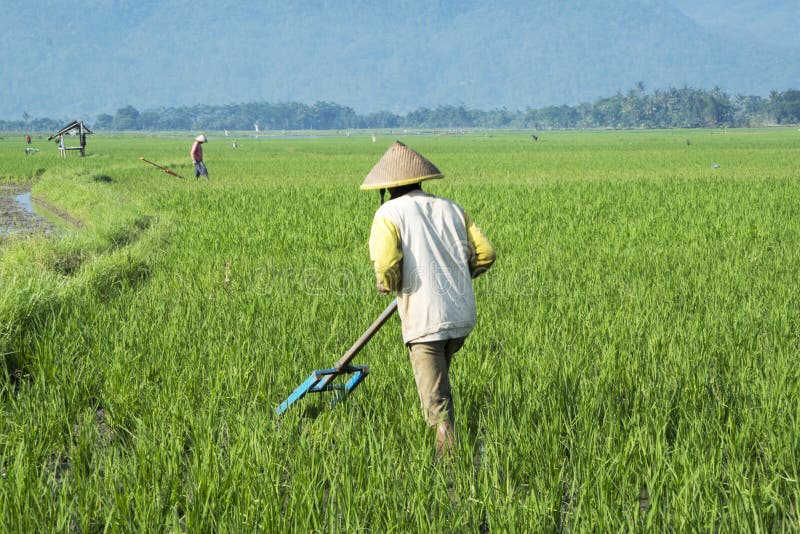 Agricoltore maschio che lavora con lo strumento tradizionale fotografie stock libere da diritti Agricoltore maschio che lavora con lo strumento tradizionale fotografie stock libere da diritti