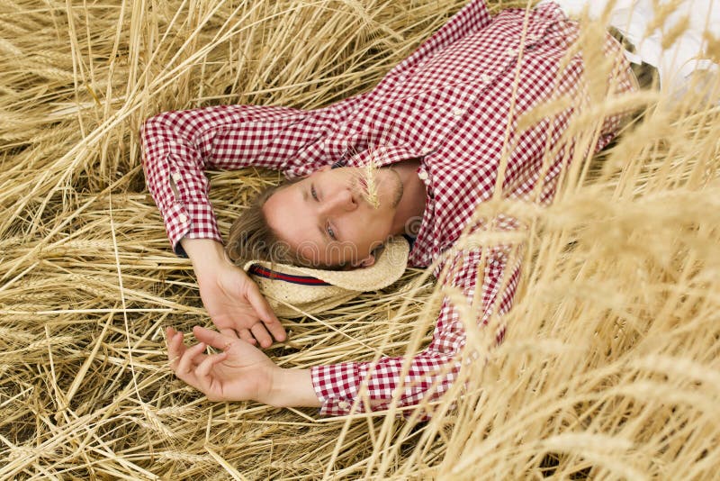 Agricoltore maschio felice deposto su pedali d'orzo e rilassato presso il prato d'orzo. giovane agronomo steso sui fusti di frumen fotografie stock libere da diritti