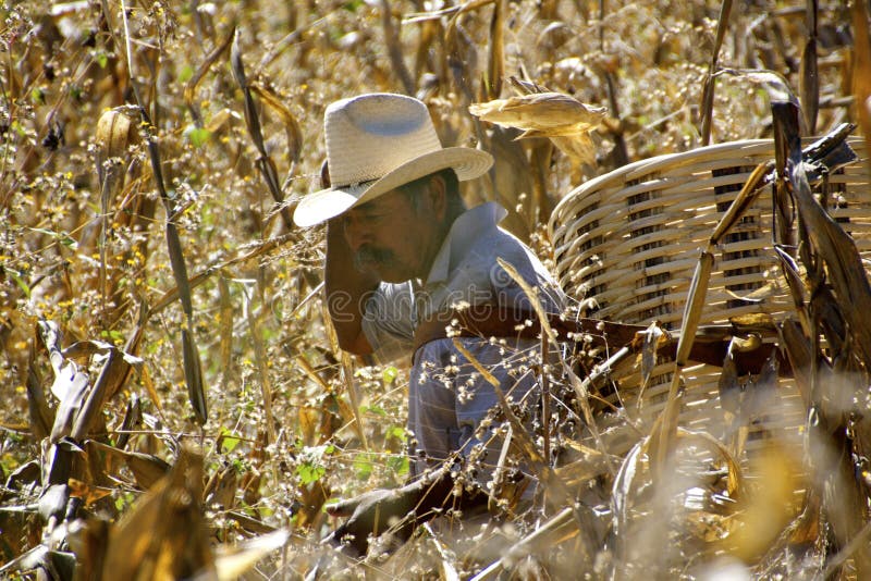Agricoltore messicano nel campo di grano