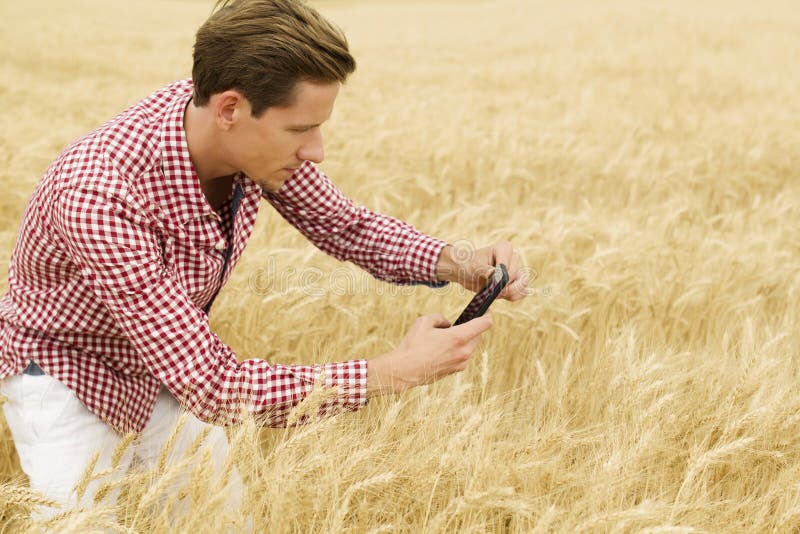 Agricoltore o agronomo che ispeziona la qualità delle piante di frumento sul campo e scatta foto con telefono cellulare. concetto fotografia stock