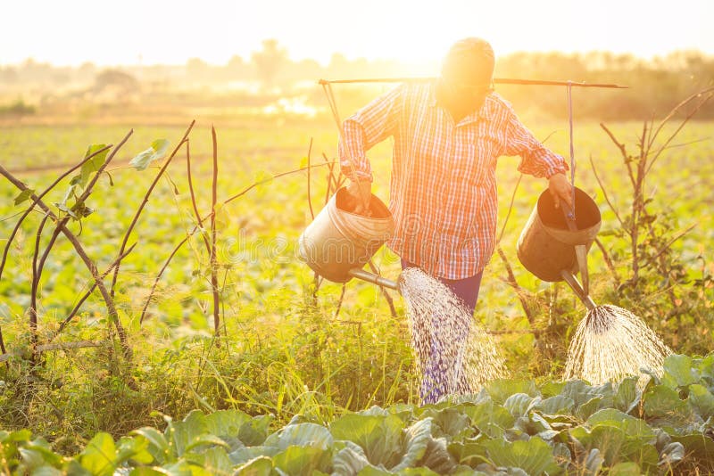 Agricoltore o giardiniere tailandese che innaffia nell'azienda agricola di verdure con acqua fotografie stock Agricoltore o giardiniere tailandese che innaffia nell'azienda agricola di verdure con acqua fotografie stock