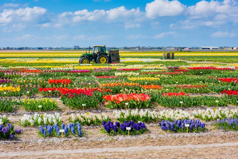 Agricoltore olandese con il trattore che guida attraverso i giacimenti di fiore in primavera immagine stock Agricoltore olandese con il trattore che guida attraverso i giacimenti di fiore in primavera immagine stock