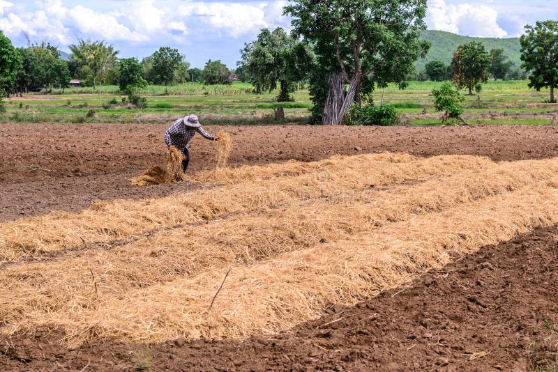 Agricoltore tailandese che ricopre piantagione di pacciame con paglia fotografia stock Agricoltore tailandese che ricopre piantagione di pacciame con paglia fotografia stock