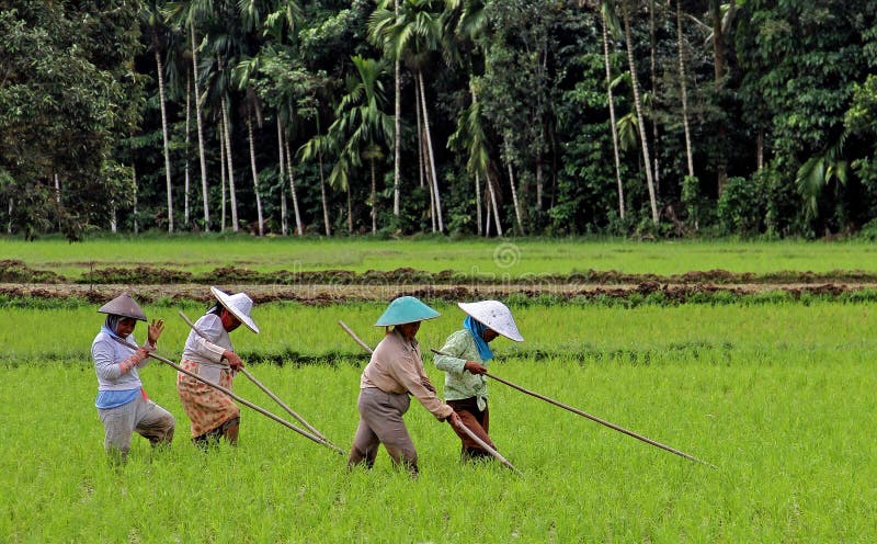 Agricoltori del riso nella valle di Harau in Sumatra ad ovest, Indonesia fotografia stock Agricoltori del riso nella valle di Harau in Sumatra ad ovest, Indonesia fotografia stock
