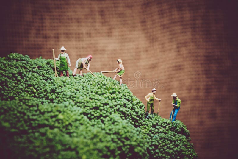 Miniature farmers harvesting broccoli. Color tone tuned macro photo. Miniature farmers harvesting broccoli. Color tone tuned macro photo