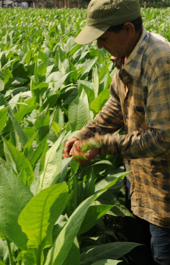 Agriculteur cubain vérifiant ses tabacco-usines dans Vinales photos stock Agriculteur cubain vérifiant ses tabacco-usines dans Vinales photos stock