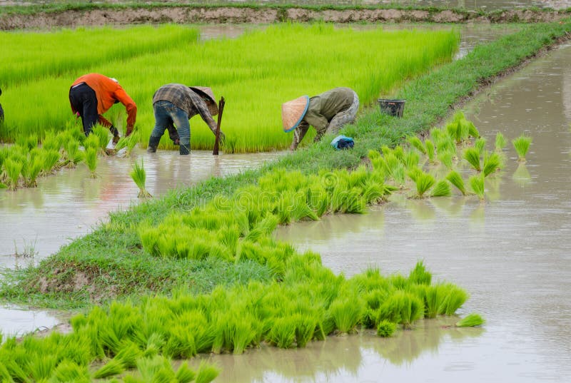 Agriculteur du Laos plantant sur les terres cultivables de riz non-décortiqué photos libres de droits Agriculteur du Laos plantant sur les terres cultivables de riz non-décortiqué photos libres de droits