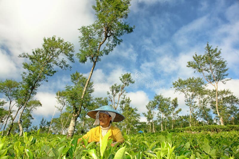 Agriculteur féminin moissonnant des feuilles de thé sur la culture de thé images libres de droits Agriculteur féminin moissonnant des feuilles de thé sur la culture de thé images libres de droits