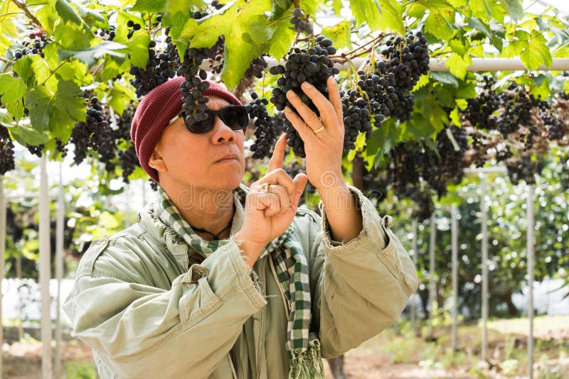 agriculteur heureux avec le fruit de raisins image libre de droits agriculteur heureux avec le fruit de raisins image libre de droits