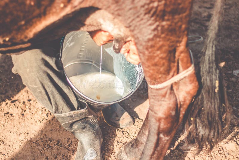 Agriculteur Milking une vache à la main, Canavieiras, Bahia, Brésil image stock Agriculteur Milking une vache à la main, Canavieiras, Bahia, Brésil image stock