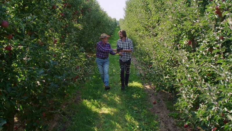 Agriculteurs de l'analyse des données du comprimé dans le verger de pommiers banque de vidéos