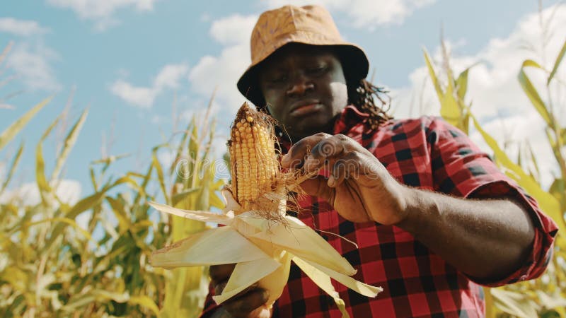 Agricultor africano segura sabão de milho orgânico fresco em suas mãos Conceito de cuidados de colheita