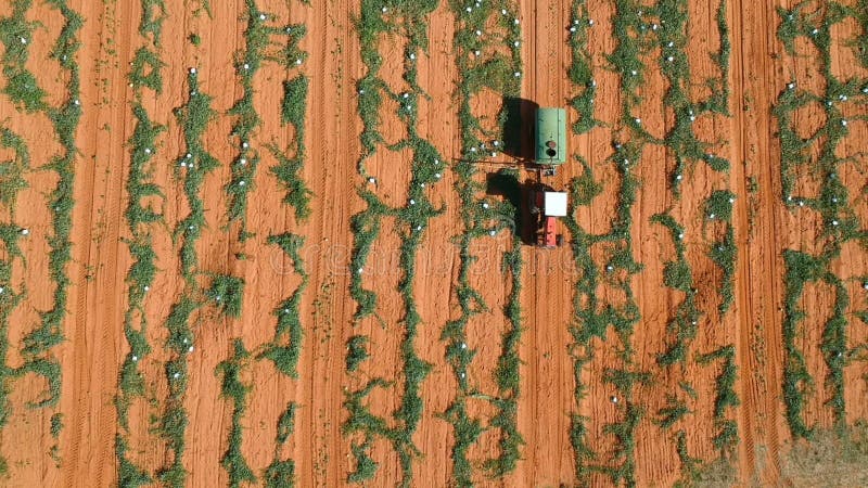 Agricultor com uma máquina pulverizadora aplica proteção às culturas numa plantação de melancia