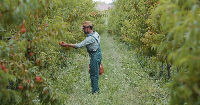 Agricultor competente em macacos e chapéu a andar no jardim de pêssego