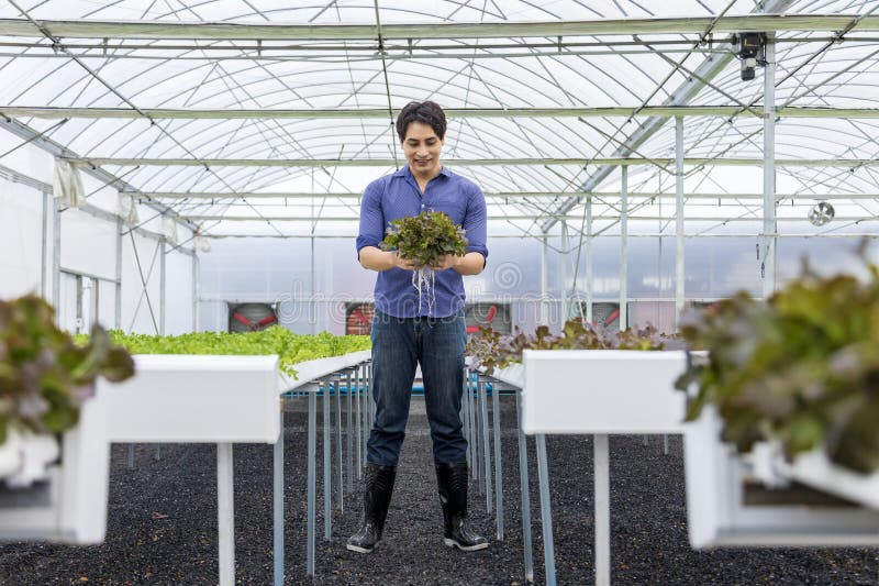 Agricultor local asiatic care își cultivă propria salată verde de stejar în seră folosind sistemul hidroponic de apă abordare orga royalty free stock photos
