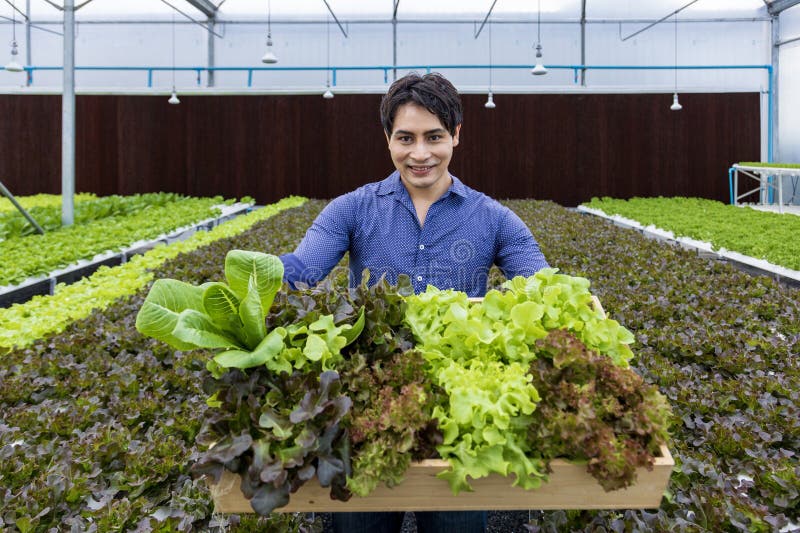 Agricultor local asiatic care își cultivă propria salată verde de stejar în seră folosind sistemul hidroponic de apă abordare orga royalty free stock photography