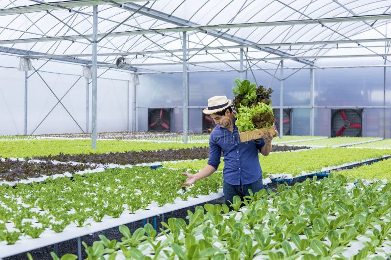 Agricultor local asiatic care își cultivă propria salată verde de stejar în seră folosind sistemul hidroponic de apă abordare orga royalty free stock images