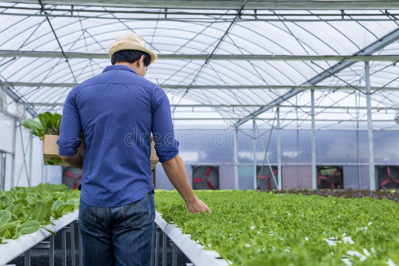 Agricultor local asiatic care își cultivă propria salată verde de stejar în seră folosind sistemul hidroponic de apă abordare orga stock photography