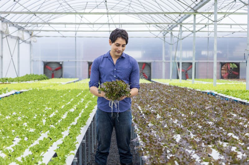 Agricultor local asiatic care își cultivă propria salată verde de stejar în seră folosind sistemul hidroponic de apă abordare orga royalty free stock photos