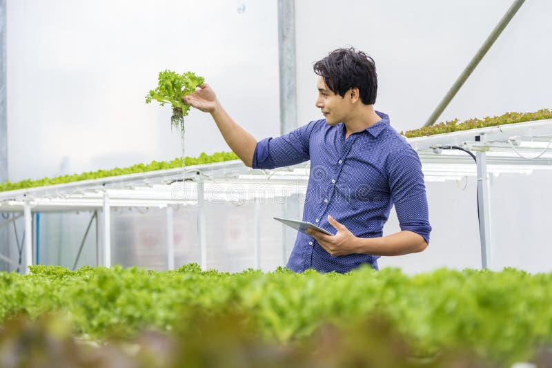 Agricultor local asiatic inspectând răsadurile sale de salată verde de stejar în seră folosind sistemul de apă hidroponică organic stock photo