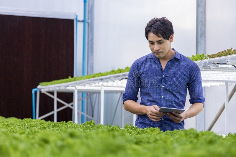 Agricultor local asiatic inspectând răsadurile sale de salată verde de stejar în seră folosind sistemul de apă hidroponică organic stock image
