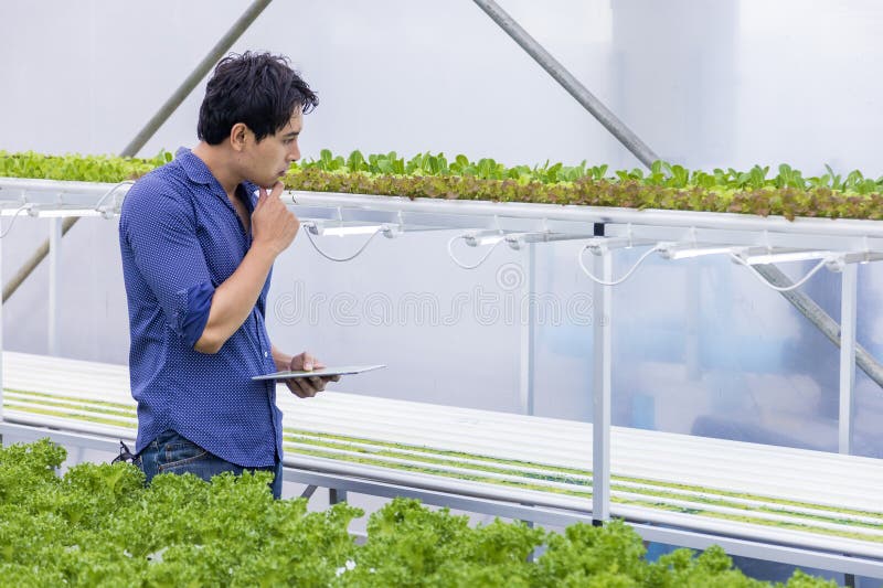 Agricultor local asiatic inspectând răsadurile sale de salată verde de stejar în seră folosind sistemul de apă hidroponică organic stock photos