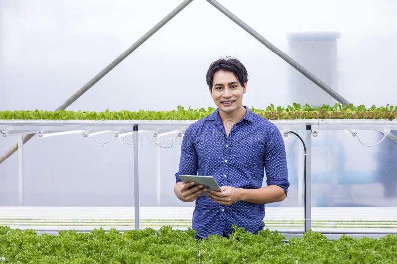 Agricultor local asiatic inspectând răsadurile sale de salată verde de stejar în seră folosind sistemul de apă hidroponică organic stock images