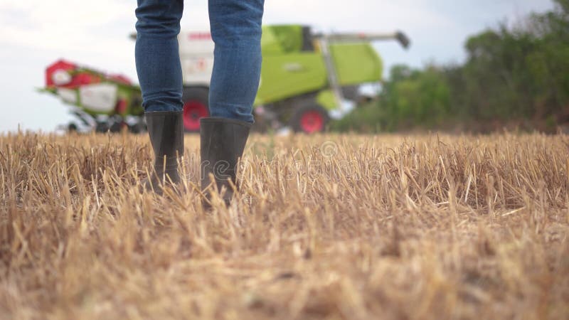 Agricultor num campo de trigo. conceito de empresa agrícola. um agricultor experiente caminha pelo campo de trigo com um tablet