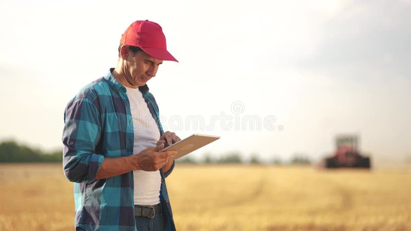 Agricultor num campo de trigo. conceito de empresa agrícola. um agricultor experiente caminha pelo campo de trigo com um tablet