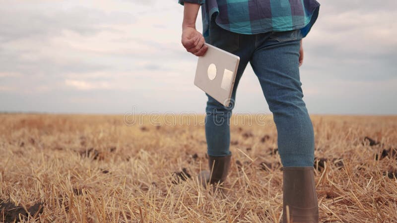 Agricultor num campo de trigo. conceito de empresa agrícola. um agricultor experiente caminha pelo campo de trigo com um tablet