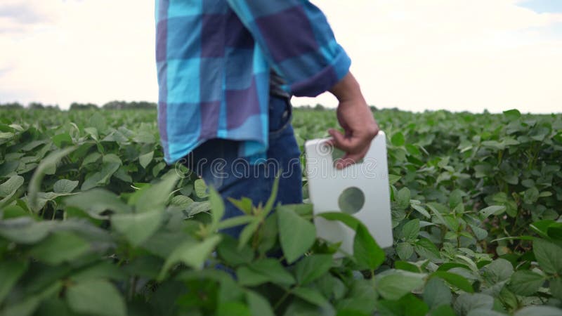 1a agricultor passa por um campo de soja. conceito de empresa agrícola. fazendeiro caminha entre as filas de soja com um