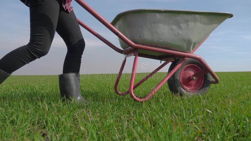 Agricultora do pescoço vermelho trabalha no campo com um carrinho de jardim em botas de borracha. eco-agricultura