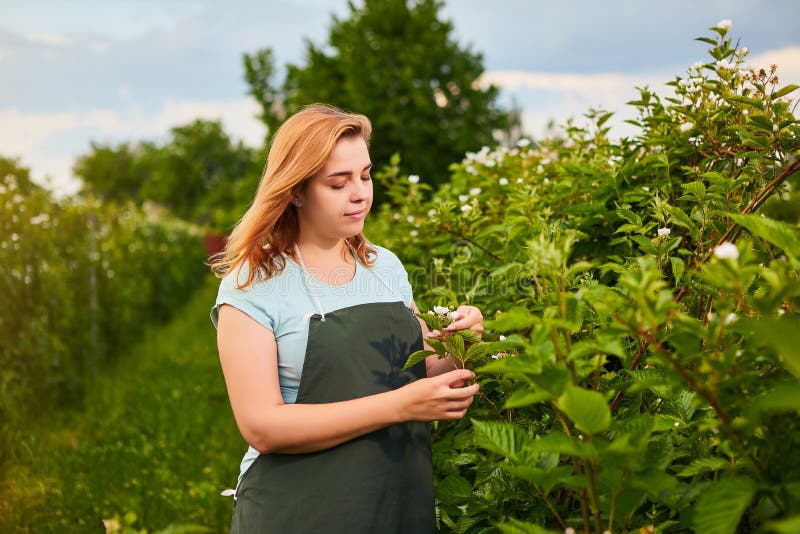 Agricultrice travaillant dans le jardin de fruit L'inspecteur de biologiste examine des buissons de mûre photographie stock Agricultrice travaillant dans le jardin de fruit L'inspecteur de biologiste examine des buissons de mûre photographie stock
