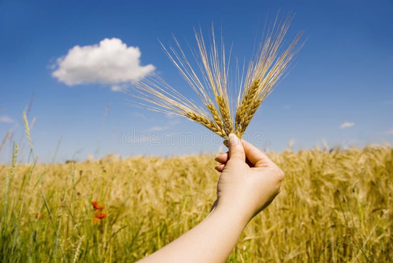 Agricultura Agricultura