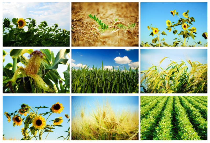Agricultura imagem de stock Agricultura imagem de stock