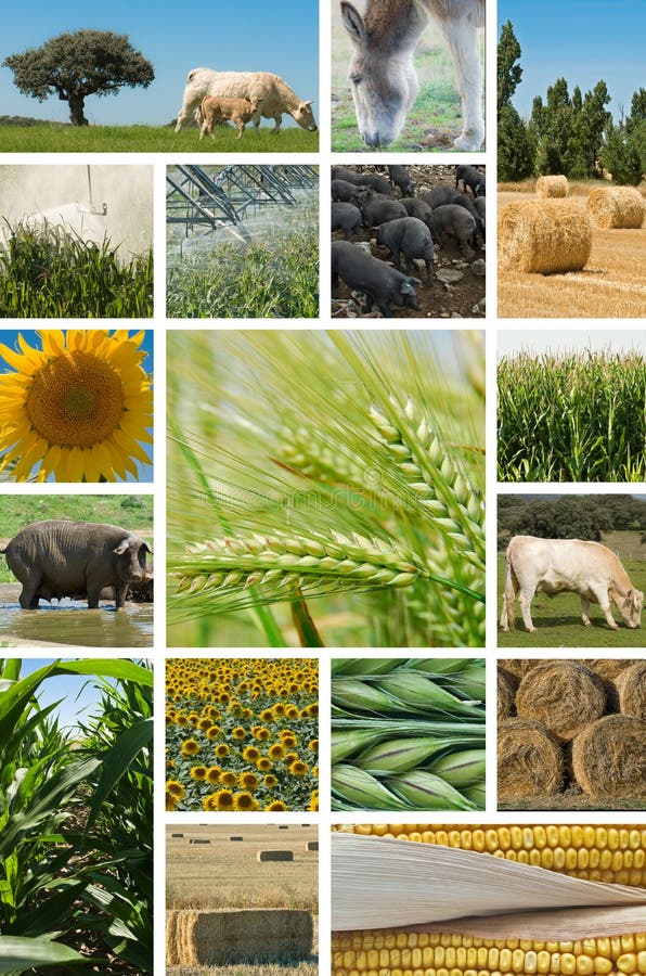 Agricultura e produção animal. imagem de stock royalty free Agricultura e produção animal. imagem de stock royalty free