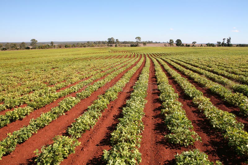 Agricultura, fileiras de amendoeiras fotografia de stock royalty free
