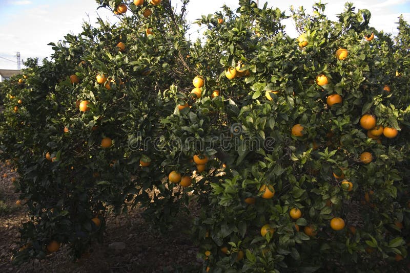 Agricultura Mediterr nea Imagem De Stock Imagem De Alimento 47507193 agricultura-mediterr-nea-imagem-de-stock-imagem-de-alimento-47507193