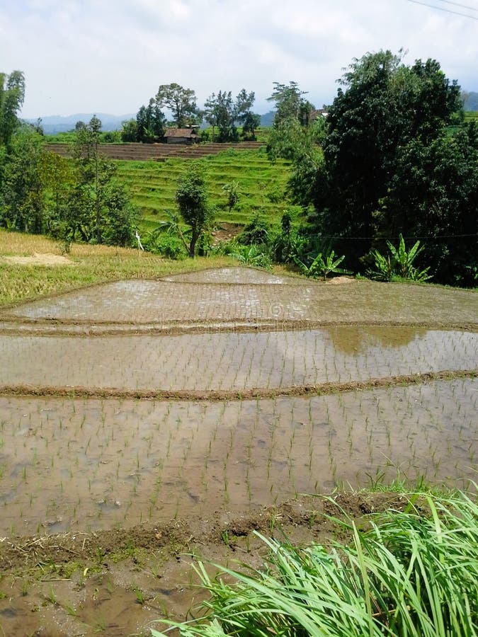 In agricultural areas like Indonesia, planting rice is usually done in large groups by village residents.The rice plants that we see are the result of their work. In agricultural areas like Indonesia, planting rice is usually done in large groups by village residents.The rice plants that we see are the result of their work