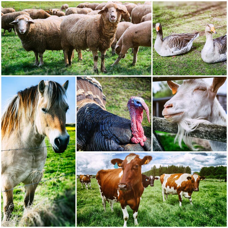Agricultural collage with various farm animals