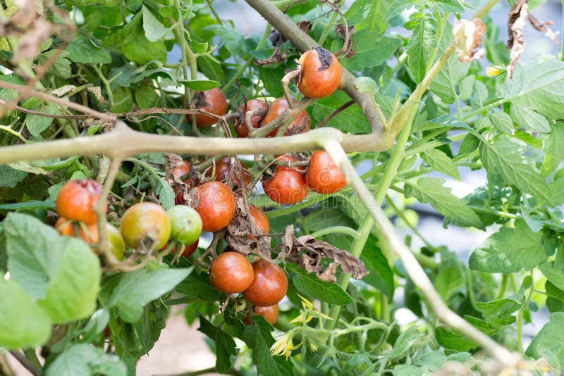 Damaged Rotten Green Tomato By Insect Bite On Farm Stock Image Image