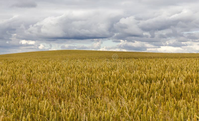 agricultural field