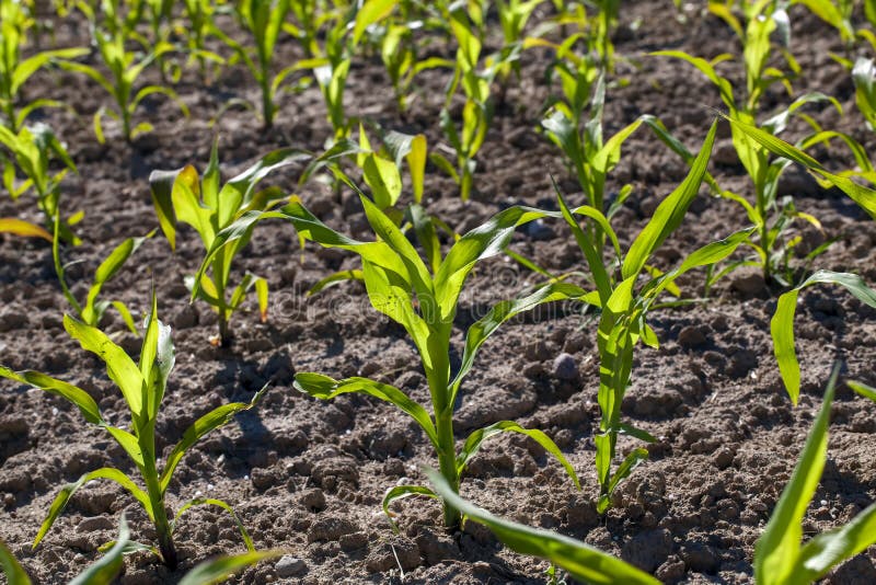 Agricultural Field with Corn in Soil and Mud Stock Photo Image of
