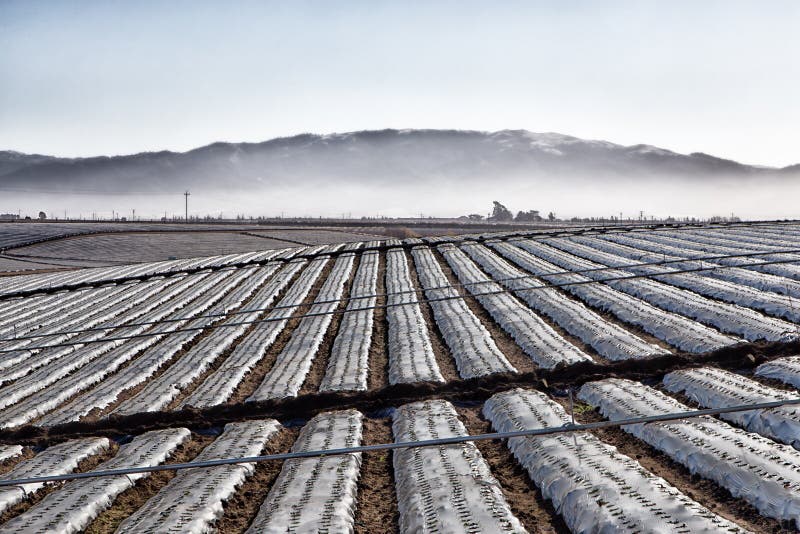 Agricultural Field Covered In Plastic Sheeting Stock Image Image of