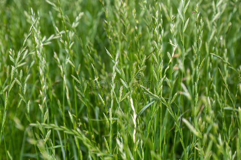 Perennial ryegrass Lolium perenne L.